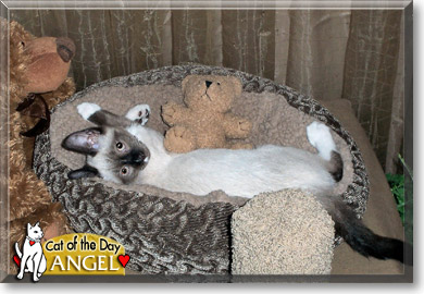 Angel, the Cat of the Day Angel, the Cat of the Day
