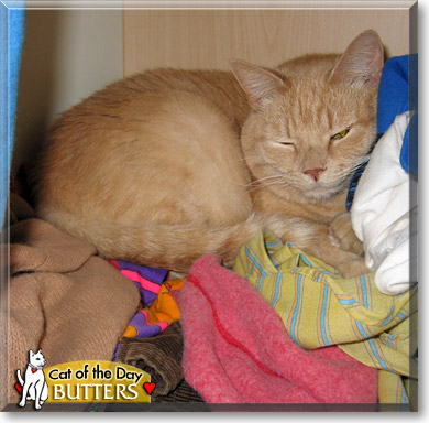 Butters, the Cat of the Day