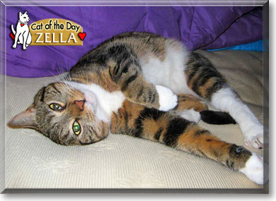 Zella, the Cat of the Day