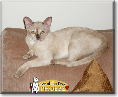 Phoebe, the Cat of the Day