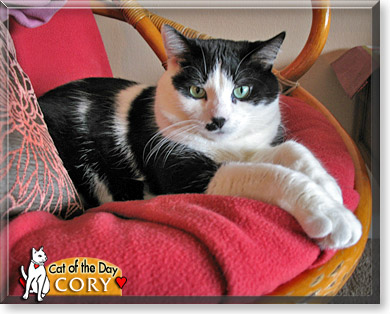 Cory, the Cat of the Day