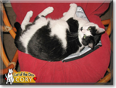 Cory, the Cat of the Day
