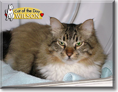 Wilson, the Cat of the Day