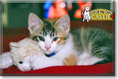 Callie, the Cat of the Day