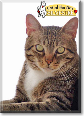 Silvestre, the Cat of the Day