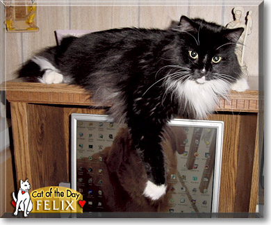 Felix, the Cat of the Day