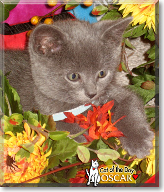 Oscar, the Cat of the Day