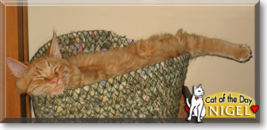 Nigel, the Cat of the Day