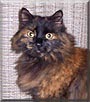 Feliné
