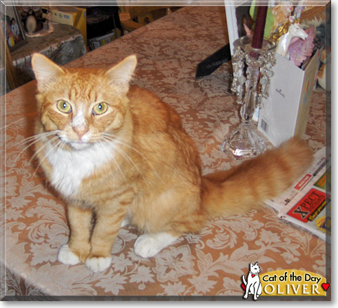 Oliver, the Cat of the Day