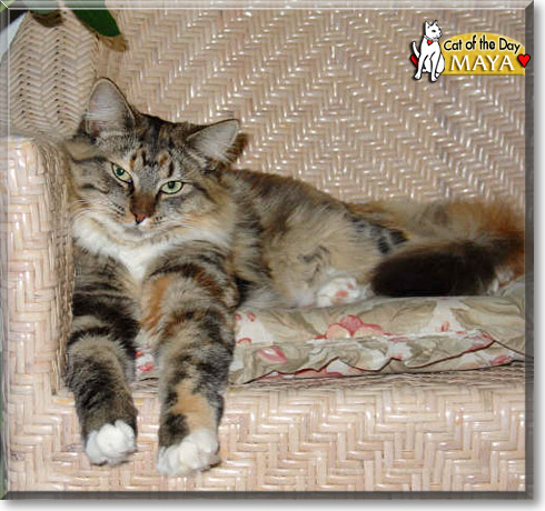 Maya, the Cat of the Day