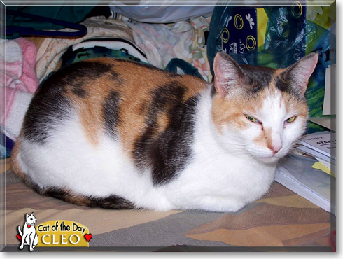 Cleo, the Cat of the Day