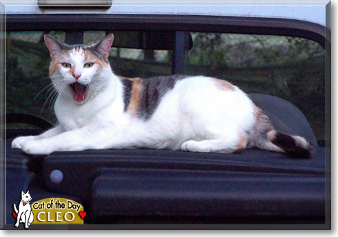 Cleo, the Cat of the Day Cleo, the Cat of the Day