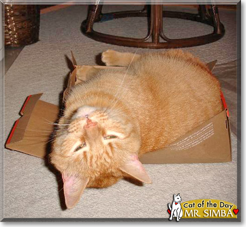 Mr. Simba, the Cat of the Day