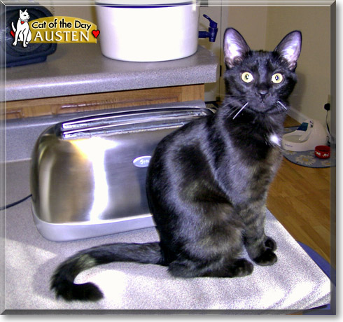 Austen, the Cat of the Day