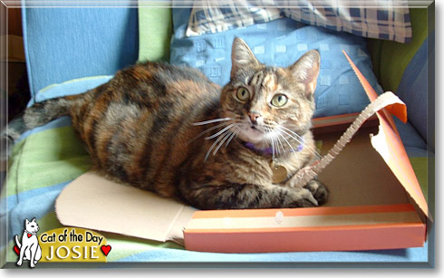 Josie, the Cat of the Day