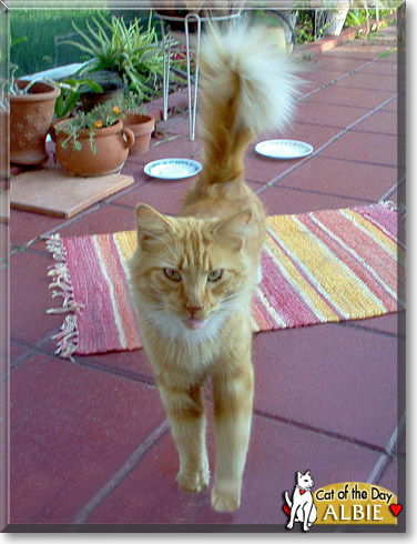 Albie, the Cat of the Day