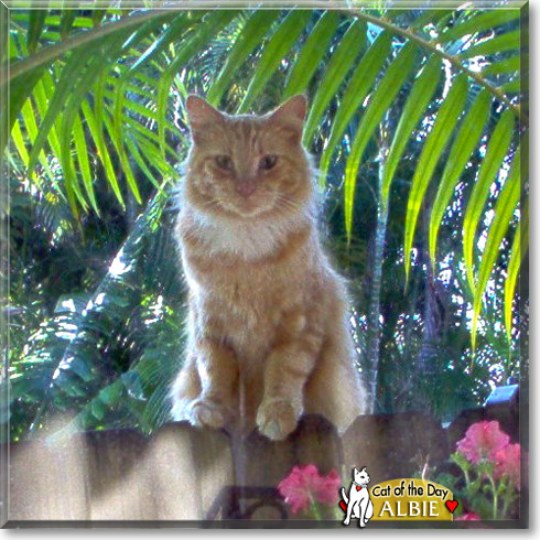 Albie, the Cat of the Day Albie, the Cat of the Day