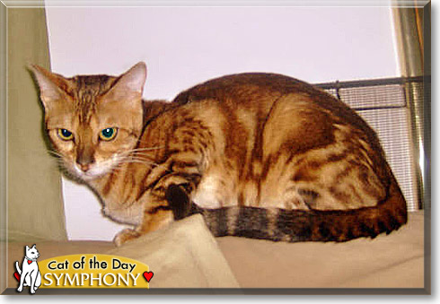 Symphony, the Cat of the Day