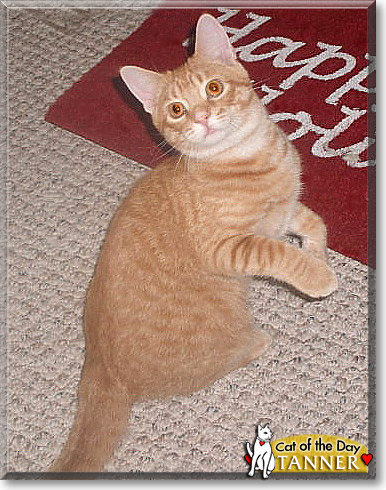Tanner, the Cat of the Day