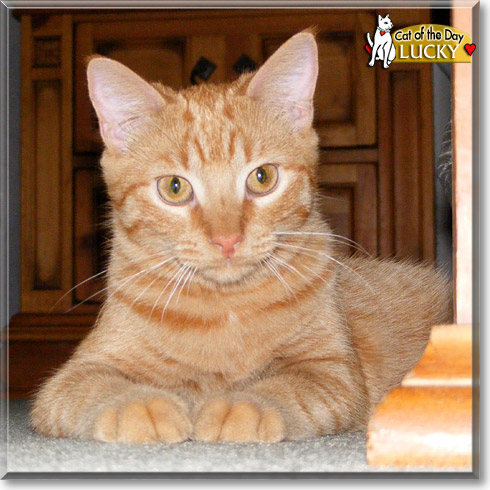 Lucky, the Cat of the Day
