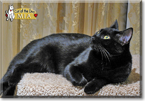 Mia, the Cat of the Day