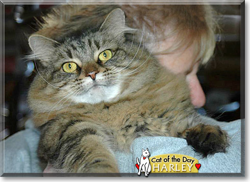 Harley, the Cat of the Day
