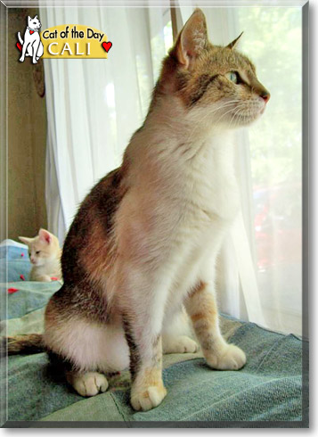 Cali, the Cat of the Day