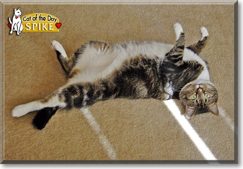 Spike, the Cat of the Day