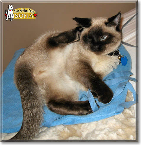 Sofia, the Cat of the Day