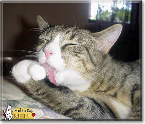 Kitty, the Cat of the Day