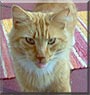Albie