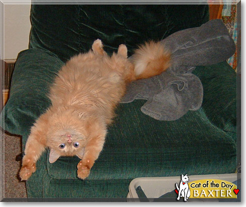 Baxter, the Cat of the Day