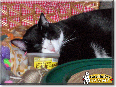 Sammy, the Cat of the Day