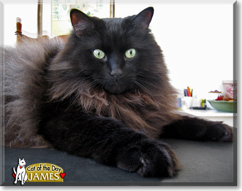 Sammy, the Cat of the Day