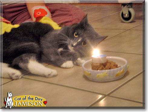 Jameson, the Cat of the Day