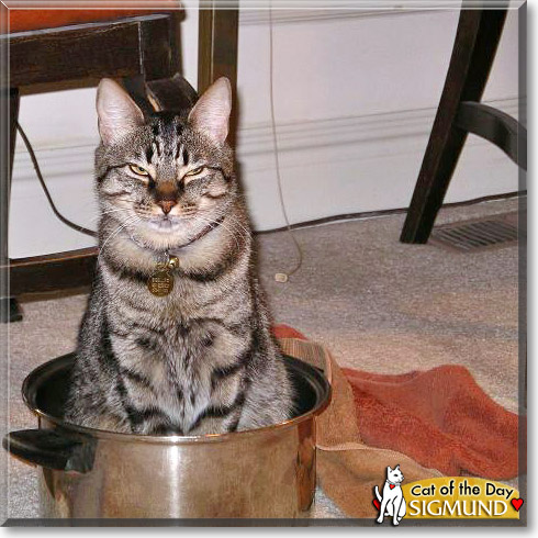 Sigmund, the Cat of the Day