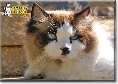 Chino, the Cat of the Day