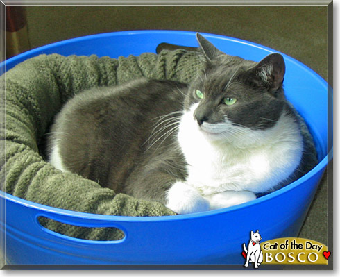 Bosco, the Cat of the Day