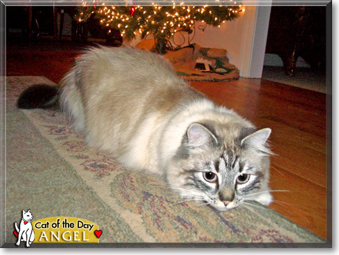 Angel, the Cat of the Day