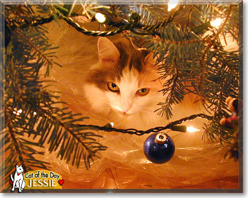 Jessie, the Cat of the Day