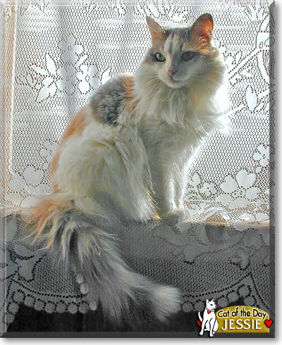 Jessie, the Cat of the Day