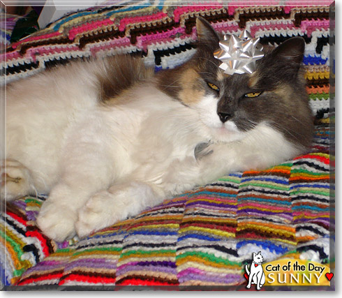 Sunny, the Cat of the Day