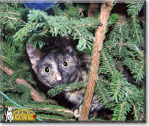 Owl, the Cat of the Day
