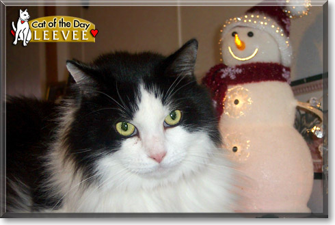 LeeVee, the Cat of the Day