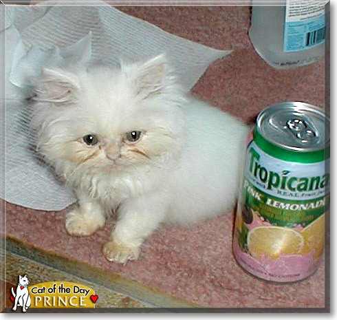 Prince, the Cat of the Day