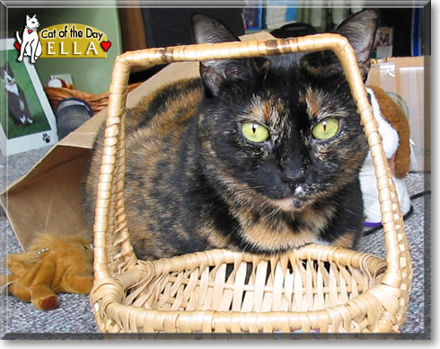 Ella, the Cat of the Day