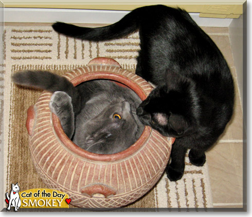 Smokey, the Cat of the Day