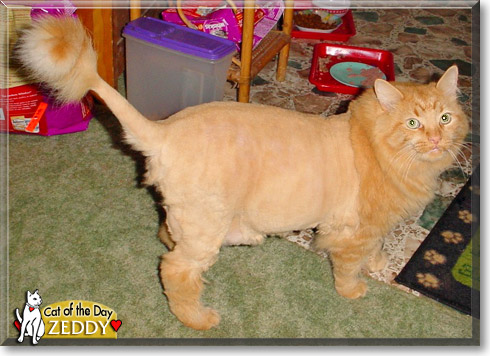 Zeddy, the Cat of the Day Zeddy, the Cat of the Day