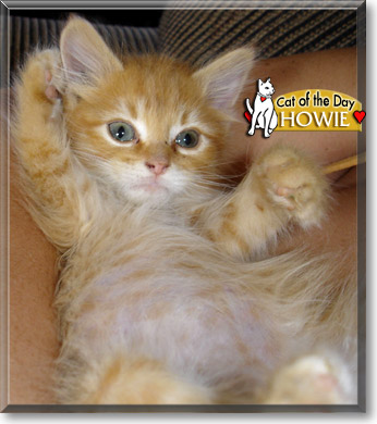 Howie, the Cat of the Day
